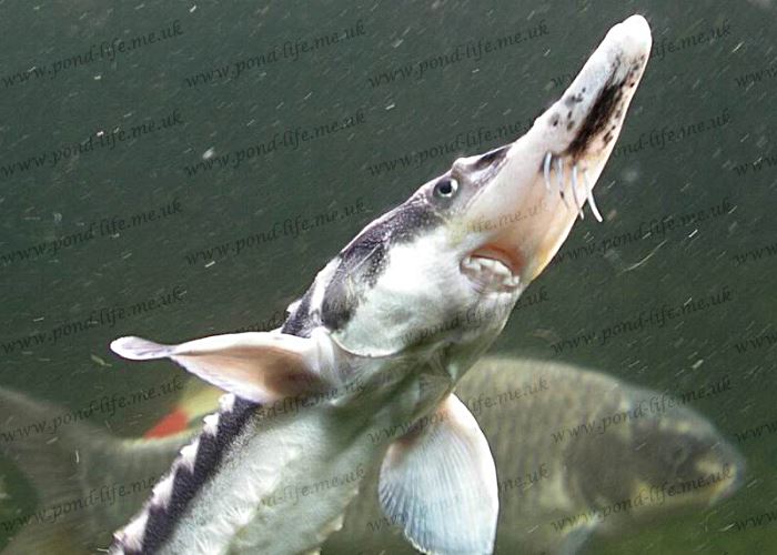 Sturgeon Guide, Sturgeon For Garden Ponds sturgeons Pond Life